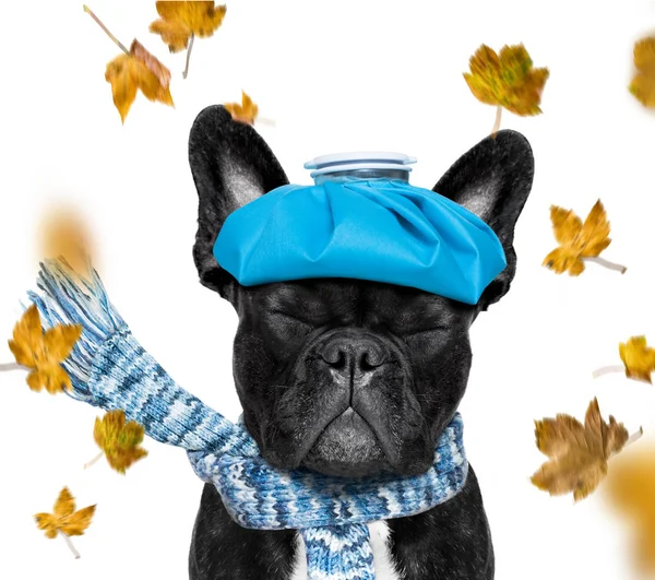 Zieke hond bij koud herfstweer — Stockfoto