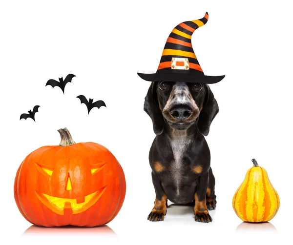 Halloween ghost dog trick or treat — стоковое фото