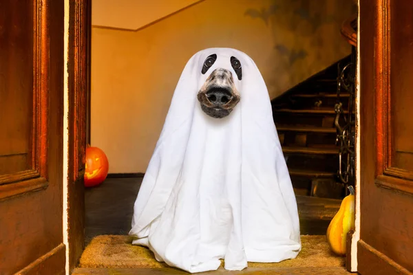 Halloween fantasma perro truco o tratar — Foto de Stock