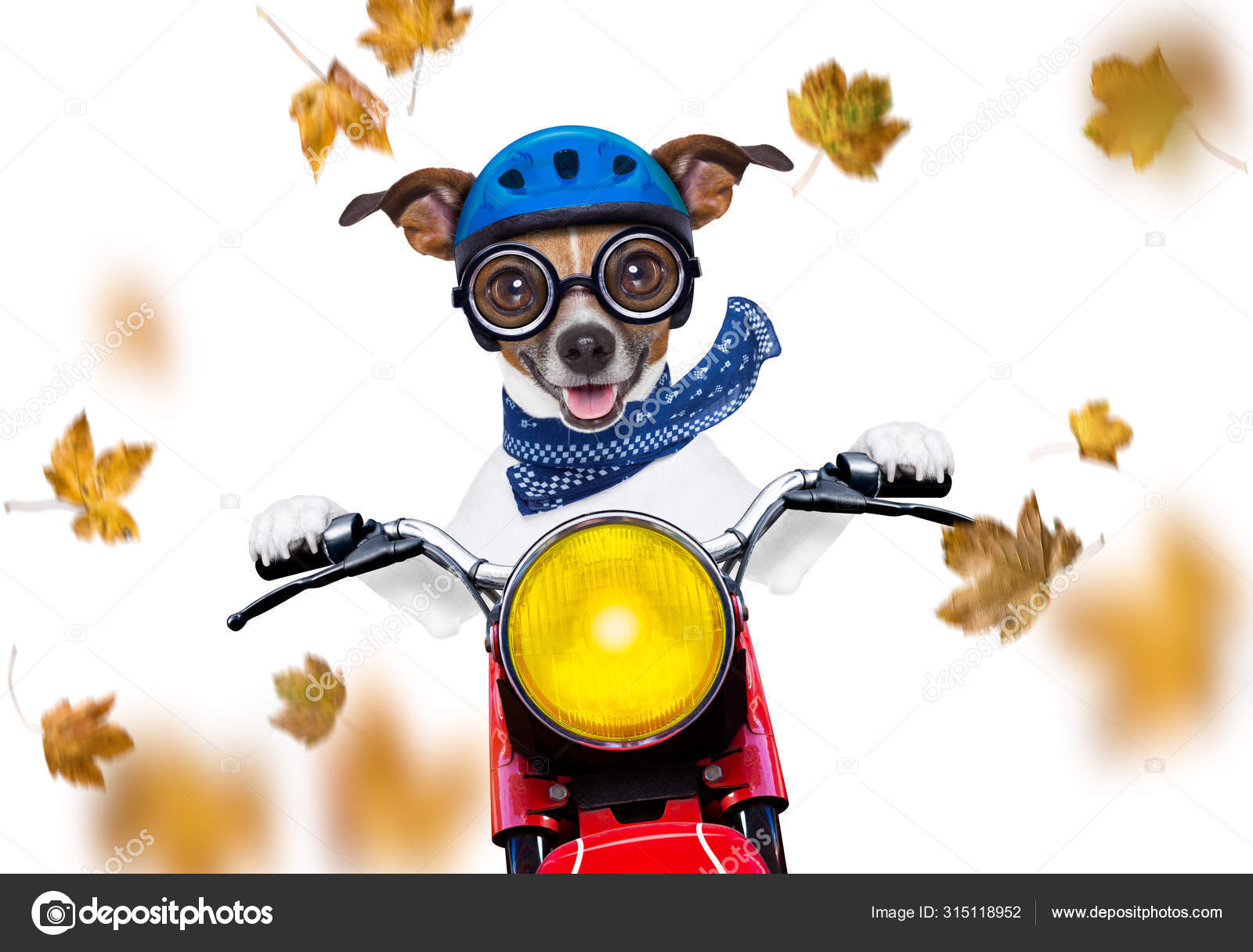 dog driving goggles