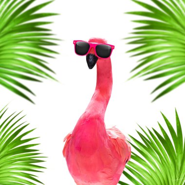 Yaz tatili flamingosu