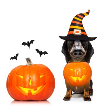 Cadılar Bayramı hayalet köpek oyun ya da şeker