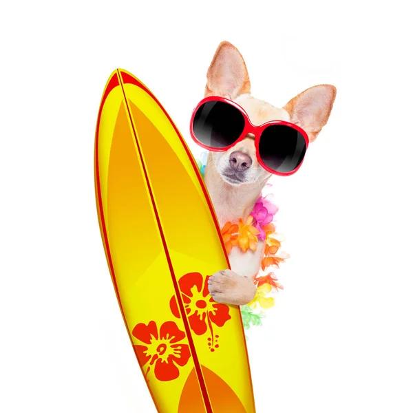 Verano paraíso vacaciones surfista perro — Foto de Stock