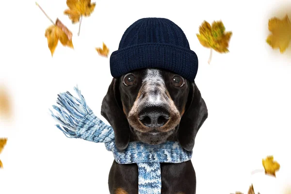 Dog and owner  in fall autumn — Stock Photo, Image