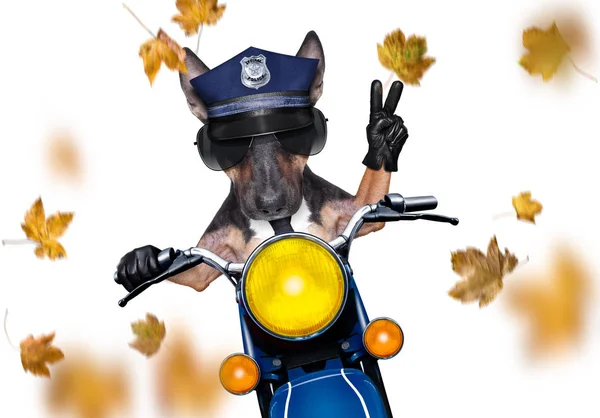 Sonbaharda ya da düşerken motosikletli polis köpeği — Stok fotoğraf