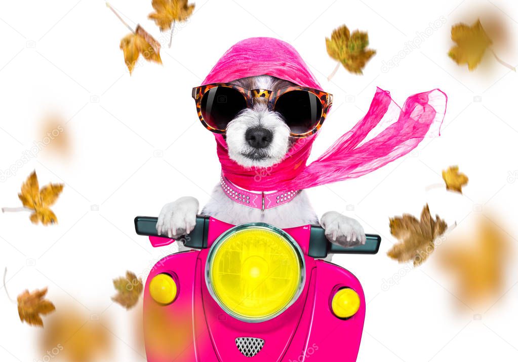 motorcycle   diva dog on autumn or fall