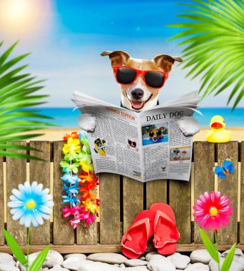 Jack Russel, yaz tatilinde, bir dergi ya da gazete okurken, plaj okyanusu kıyısındaki bir duvarda ya da çitte dinleniyor ve dinleniyor.