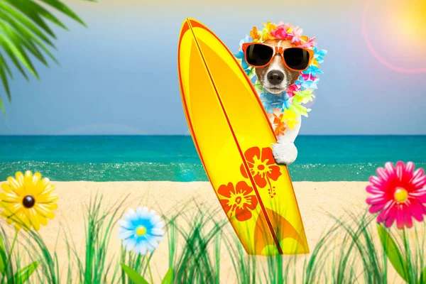 夏天的天堂假期冲浪手杰克 罗斯塞尔的狗 带着冲浪板和太阳镜 白色背景 沙滩上的花朵和棕榈隔离在一起 — 图库照片