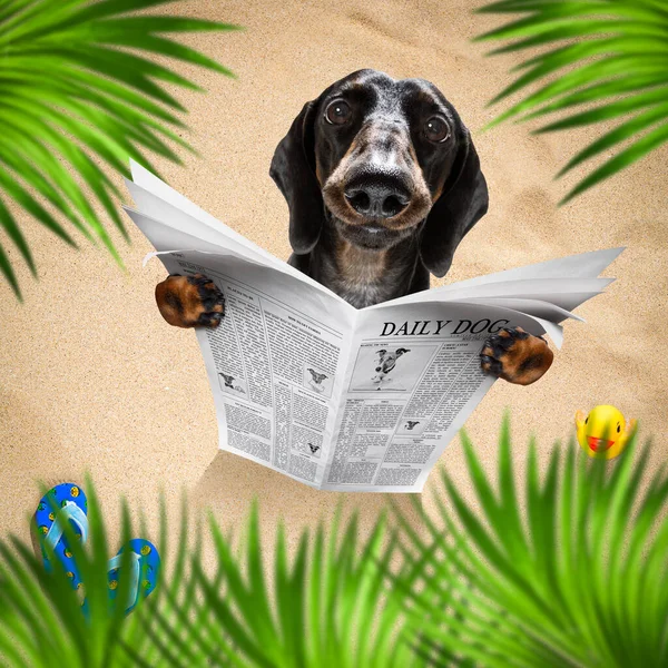 Wurst Dackel Hund Strand Liest Sommerurlaub Strand Zeitung Sand Unter — Stockfoto