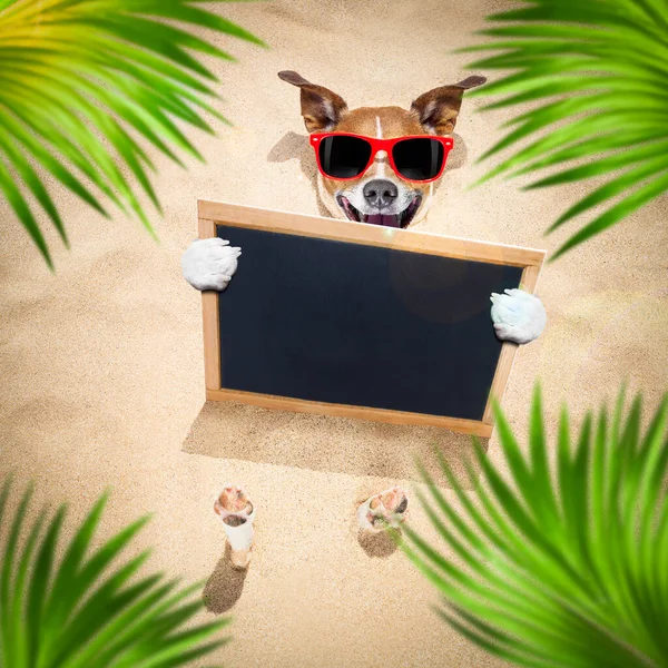 Jack Russell Dog Buried Sand Beach Summer Vacation Holidays Wearing — стоковое фото