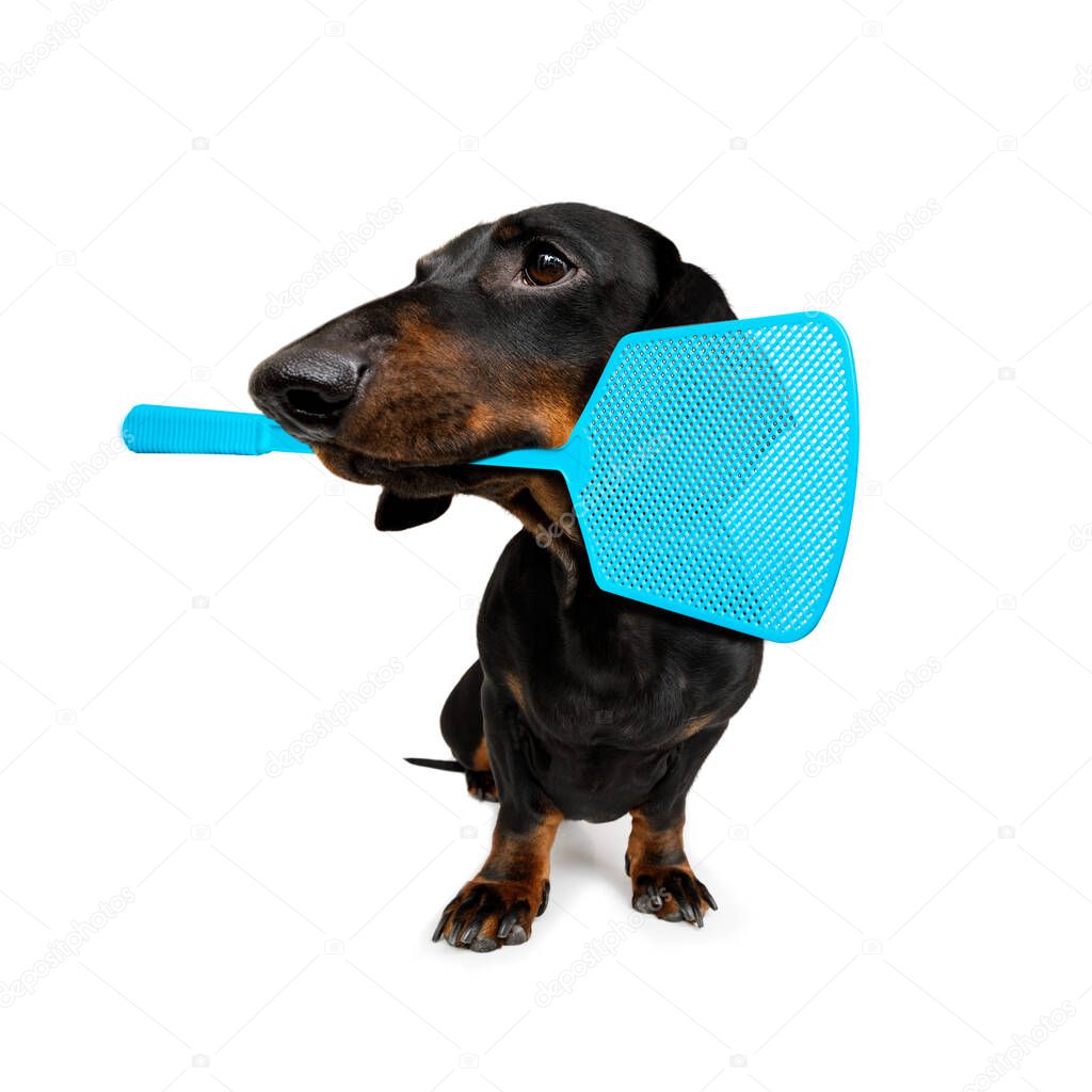dachshund dog considering the problem of tick insects and fleas , close to scratch its skin or fur , isolated on white background, with a fly swatter