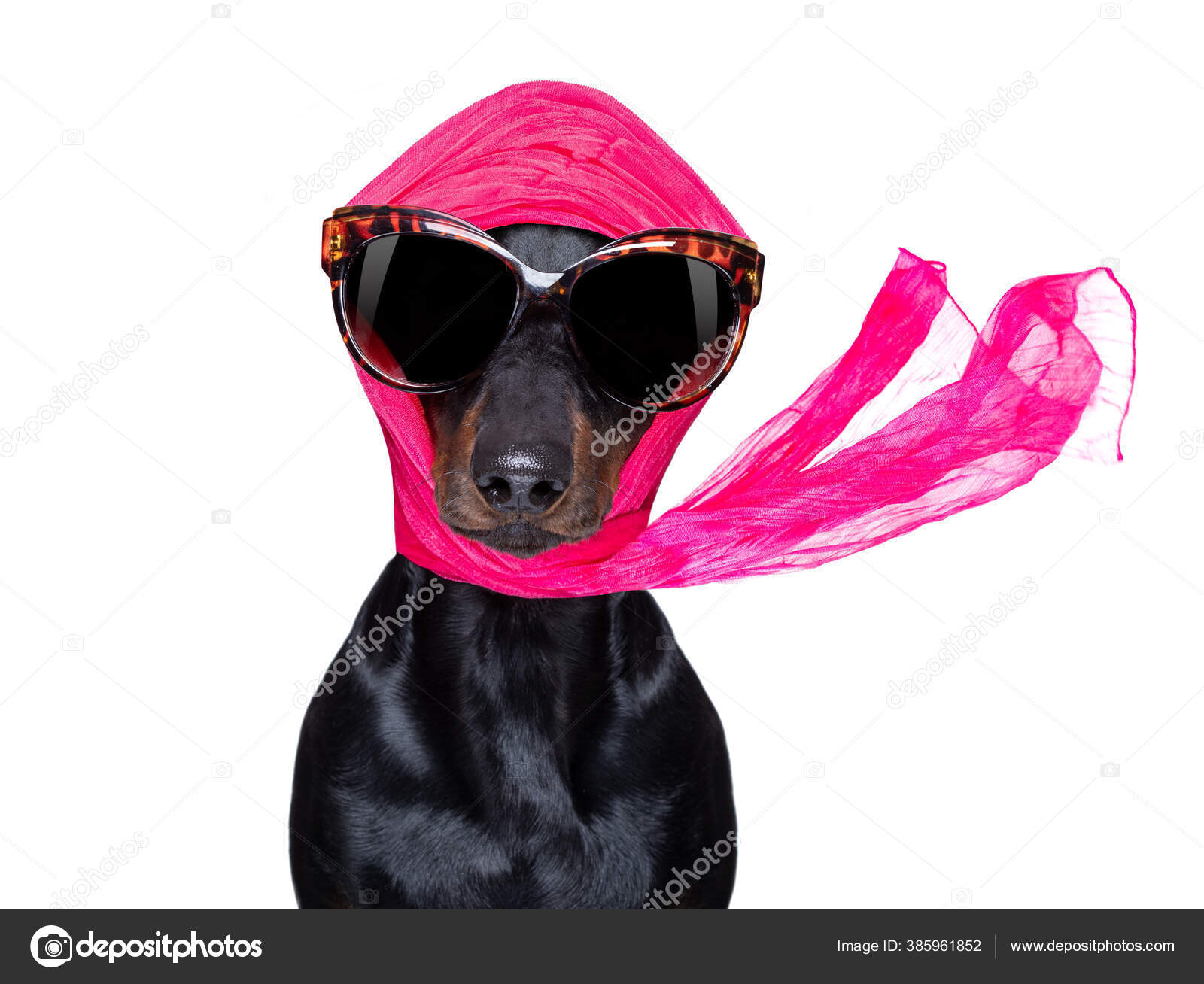 renhed frekvens indhold Smarte Fashionable Diva Luksus Cool Hund Med Sjove Solbriller Tørklæde —  Stock-foto © damedeeso #385961852
