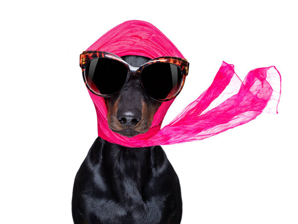 chic fashionable diva luxury  cool dog with funny sunglasses, scarf and necklace, isolated on white background
