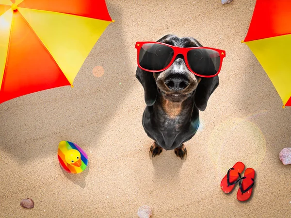 Köpek Havlunun Üzerine Uzanmış Şemsiyenin Gölgesinde Dinleniyor Yaz Tatilinde Dinleniyor — Stok fotoğraf