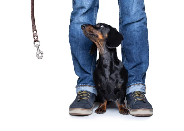 Dachshund Sausage Dog Waiting Owner Play Walk Leash Isolated White — Stock Photo, Image