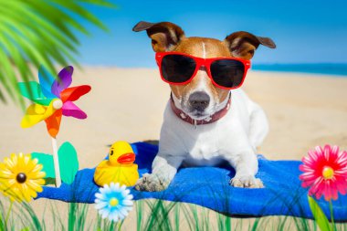 Köpek, yaz tatilinde plajda güneş gözlükleriyle oynar. Ağaçların arkasında, palmiyelerin arkasında.