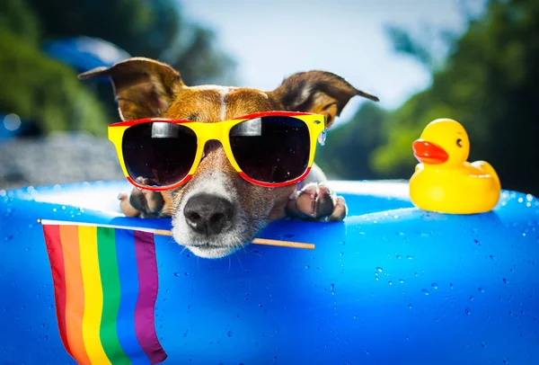 Собака Пляже Океана Ihuahuasummer Каникулы Прохладными Солнцезащитными Очками Радужным Флагом — стоковое фото