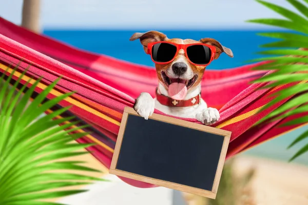 Джек Російський Собака Розслабляється Вишуканому Червоному Гамаку Порожнім Банером Плакатом — стокове фото