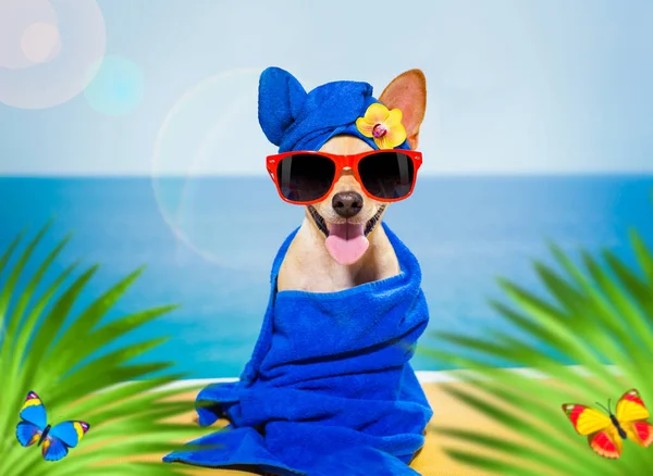 Chihuahua Pies Relaks Niebieskim Ręcznikiem Spa Wellness Centrum Plaży — Zdjęcie stockowe