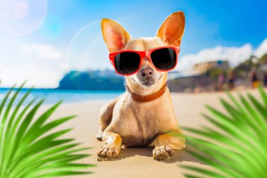 Okyanus kıyısında köpek chihuahua. Kırmızı güneş gözlüğü takıyor. Palmiye ağaçlarının arkasında.