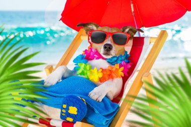 Jack Russel yaz tatilinde plaj okyanusu kıyısında bir hamakta ya da şemsiyenin altında dinleniyor ve dinleniyor.