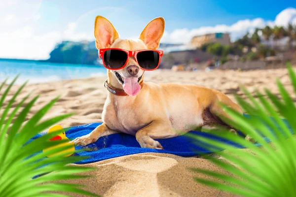 Chihuahua Pies Plaży Brzegowej Oceanu Czerwonych Śmiesznych Okularach Słonecznych Uśmiecha — Zdjęcie stockowe