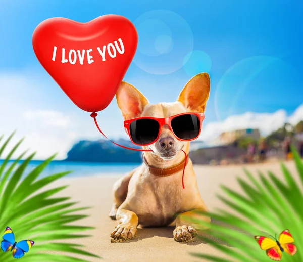 chihuahua dog at the ocean shore beach wearing red funny sunglasses in love with heart balloon for birthday or valentines day, behind palm trees