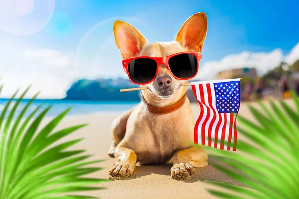 Chihuahua Hund Strand Des Ozeans Mit Roter Sonnenbrille Und Flagge — Stockfoto