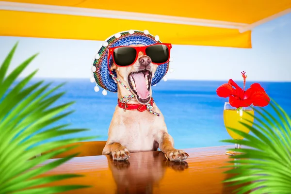 Couple Drunk Dogs Sunglasses Summer Vacation Holidays Cocktail Drinks Beach — Stock Photo, Image