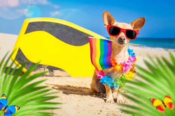 夏休みの海のビーチにいるチワワ犬ですヤシの木の後ろにゲイのプライドのためのクールなサングラスと虹のLbtフラグが付いています — ストック写真