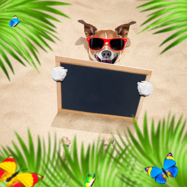 暑假期间 罗斯塞尔的狗被埋在沙滩上 戴着红色太阳镜 手持空白的横幅或标语牌 躺在沙滩上 — 图库照片