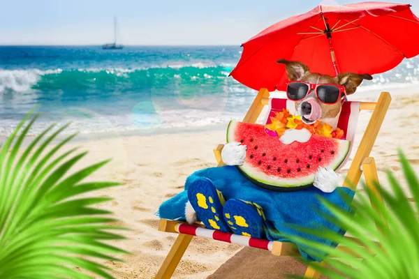 鲁塞尔的狗在海滩海滨的一个吊床上休息和放松 在暑假吃西瓜 棕榈树后面 — 图库照片