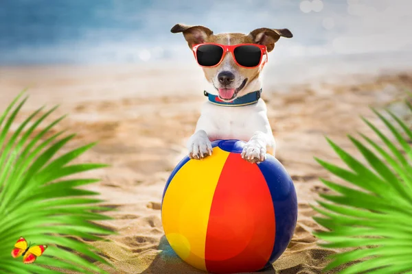 Jack Russel Hund Stranden Havet Stranden Sommarsemester Semester Med Plastboll — Stockfoto