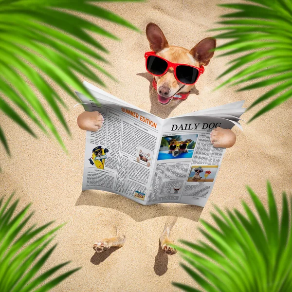 Chihuahua Pies Pochowany Piasku Plaży Letnie Wakacje Czerwonych Okularach Przeciwsłonecznych — Zdjęcie stockowe