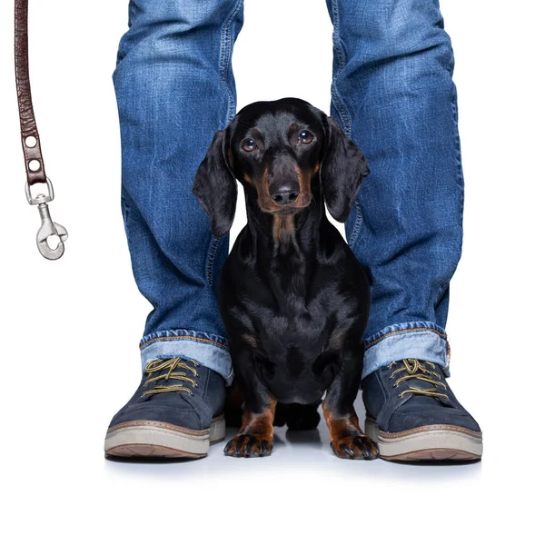 Dachshund Sosis Köpeği Sahibinin Oynamasını Bekliyor Tasmalı Bir Yürüyüşe Çıkıyor — Stok fotoğraf
