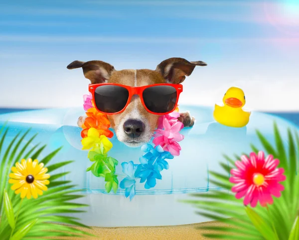 暑假期间 鲁塞尔的狗在海滩海滨的气垫上休息和放松 或在泳圈里游泳 — 图库照片