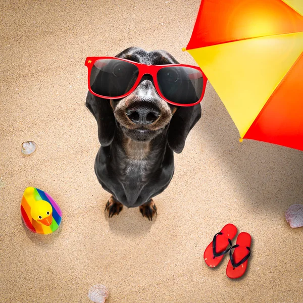 Hund Liegt Auf Handtuch Schatten Des Sonnenschirms Entspannen Und Chillen — Stockfoto