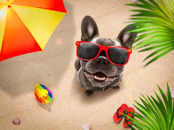 暑假时 狗在伞下躺在毛巾上 很放松 — 图库照片