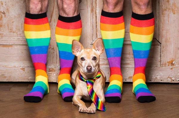 Szalony Śmieszne Gej Homoseksualny Chihuahua Pies Dumny Praw Człowieka Siedzi — Zdjęcie stockowe