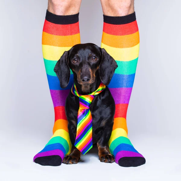 Eşcinsel Köpek Insan Haklarıyla Gurur Duyar Oturur Bekler Gökkuşağı Kravatı — Stok fotoğraf