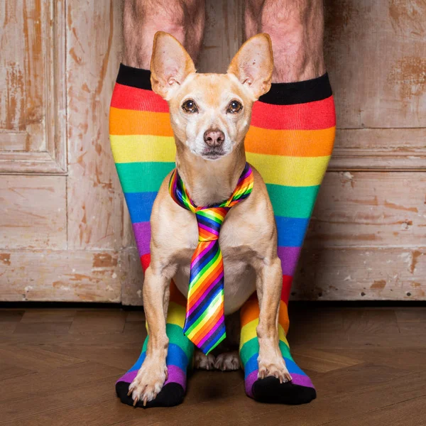 Gek Grappig Gay Homoseksueel Chihuahua Hond Trots Mensenrechten Zitten Wachten — Stockfoto