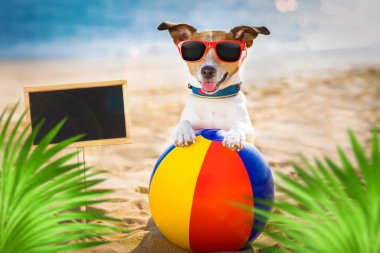 Jack Russel plaj okyanusu kıyısında, yaz tatilinde, yanında plastik bir top, afiş veya levha ile, palmiye ağaçlarının arkasında.