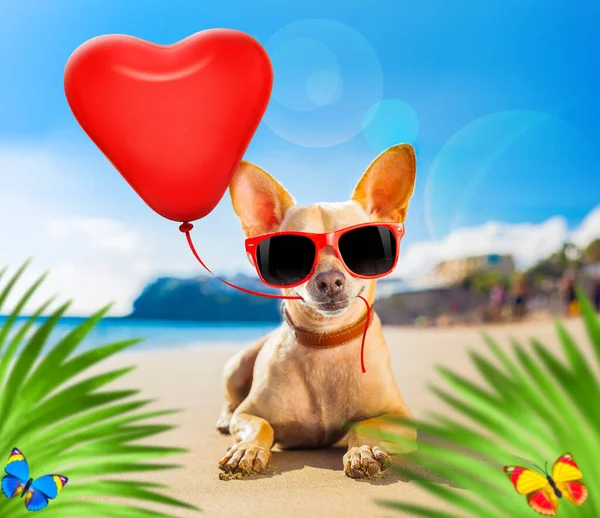 Perro Chihuahua Playa Orilla Del Océano Con Gafas Sol Rojas —  Fotos de Stock