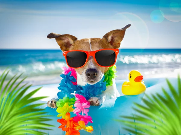 Jack Russel Pies Odpoczynku Relaksu Materacu Powietrznym Lub Pierścień Kąpielowy — Zdjęcie stockowe