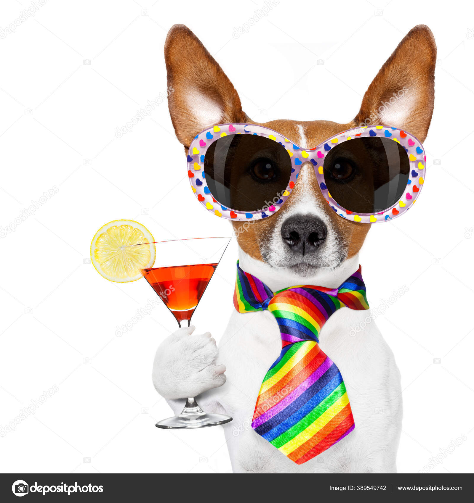 Funny Gay Homosexual Jack Russell Dog Proud Human Rights Sitting Stock Photo by ©damedeeso 389549742 Funny Gay Homosexual Jack Russell Dog Proud Human Rights Sitting Stock Photo by ©damedeeso 389549742