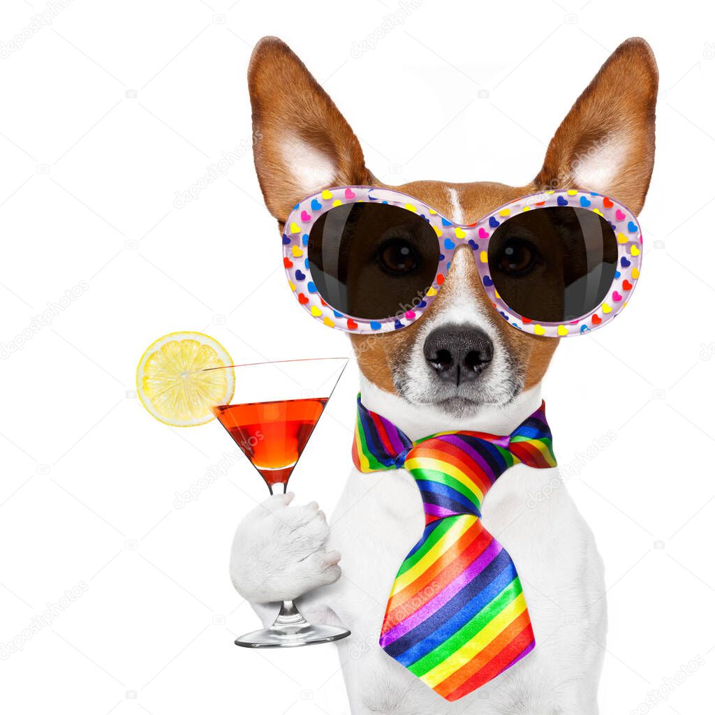 funny gay homosexual  jack russell  dog proud of human rights ,sitting and waiting, with rainbow flag tie  and sunglasses , cheers with cocktail a toast