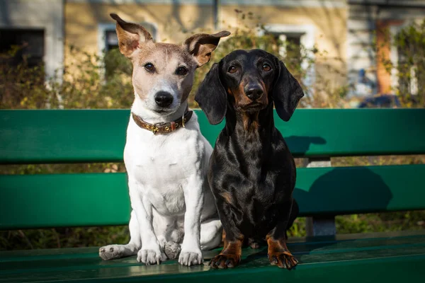 Casal Dois Cães Perto Juntos Amor Sentado Banco Livre Parque — Fotografia de Stock