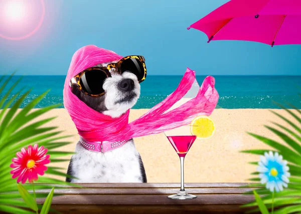lady diva poodle dog  with sunglasses in summer vacation holidays   with  cocktail drink or beverage   at the beach bar club