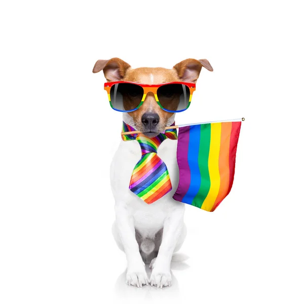 Víla Legrační Gayové Jackrussell Pes Hrdý Lidská Práva Vlnění Lgbt — Stock fotografie