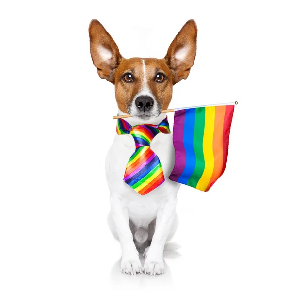 Fada Engraçado Gay Jackrussell Cão Orgulhoso Direitos Humanos Acenando Com — Fotografia de Stock